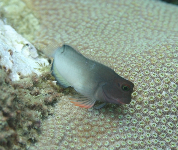 Blennies - Redlip Blenny