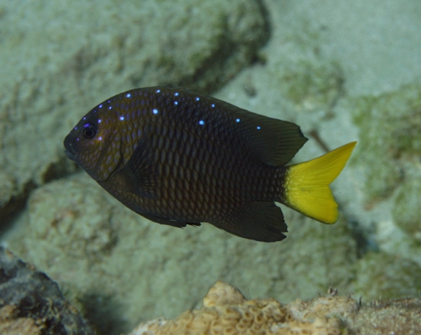 Damselfish - Yellowtail Damselfish