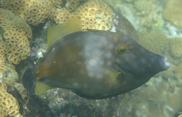 Filefish - Whitespotted Filefish