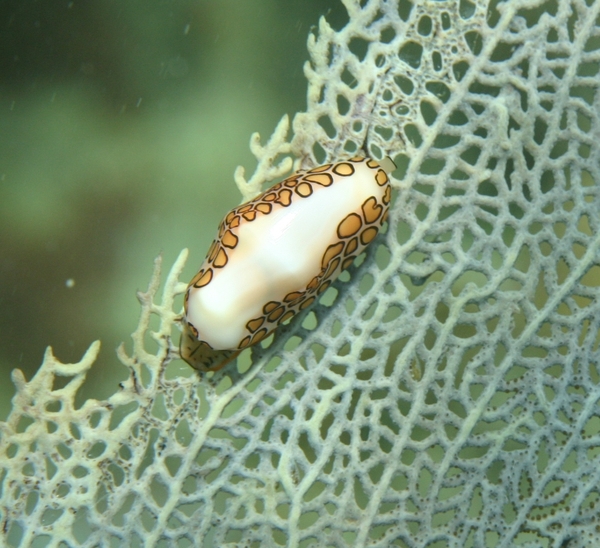 Nudibranches - Flamingo Tongue