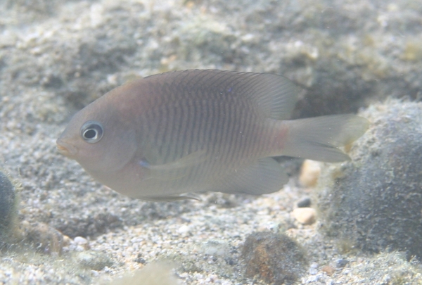 Damselfish - Dusky Damselfish