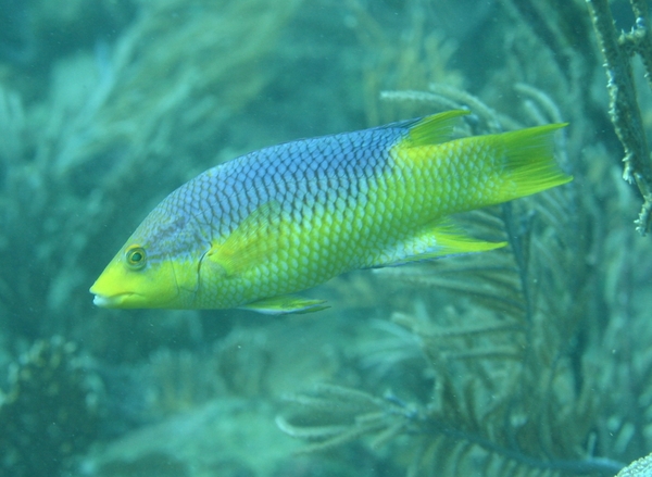 Hogfish - Spanish Hogfish