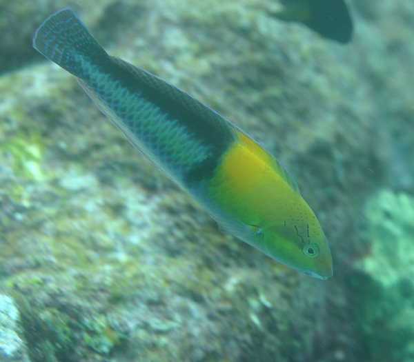 Wrasse - Yellowhead Wrasse