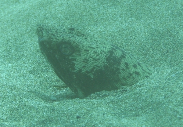 Snake Eels - Spotted Snake Eel