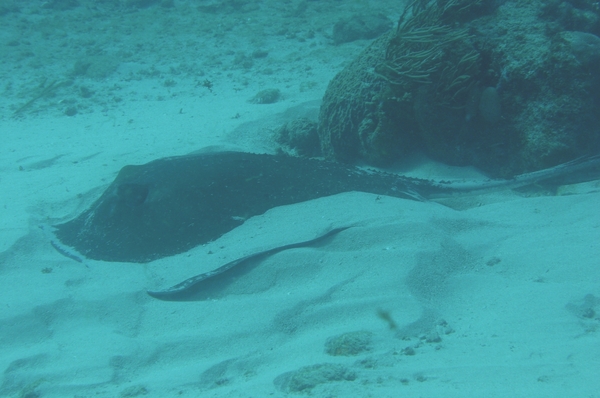 Stingrays - Southern Stingray