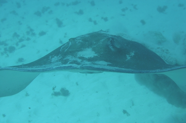 Stingrays - Southern Stingray