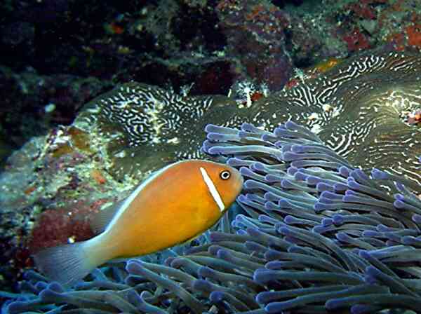 Damselfish - Pink Anemonefish