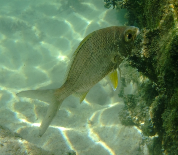 Mojarras - Yellowfin Mojarra