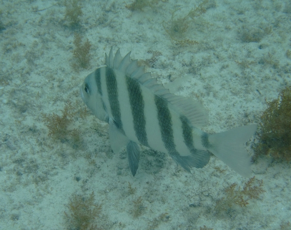 Porgies - Sheepshead Porgies - Sheepshead