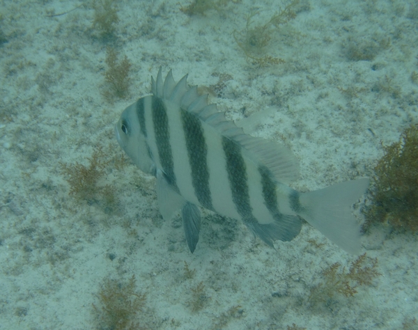 Porgies - Sheepshead