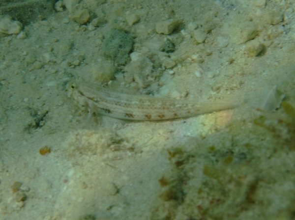 Gobies - Goldspot Goby