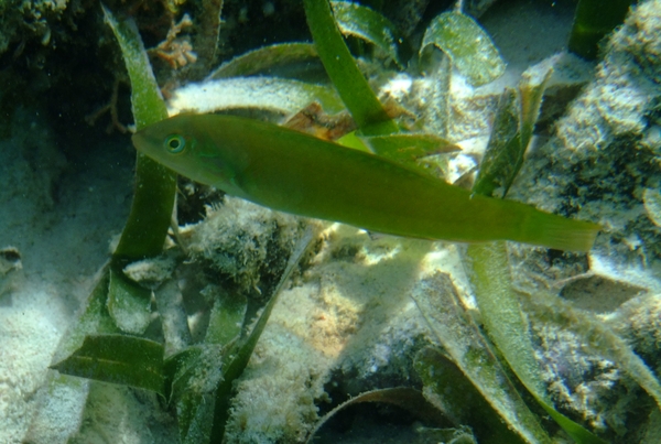 Wrasse - Blackear Wrasse