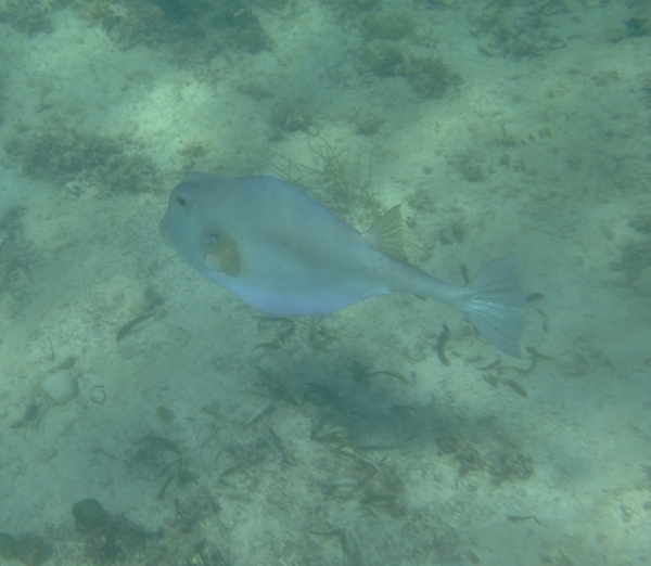 Trunkfish - Buffalo Trunkfish