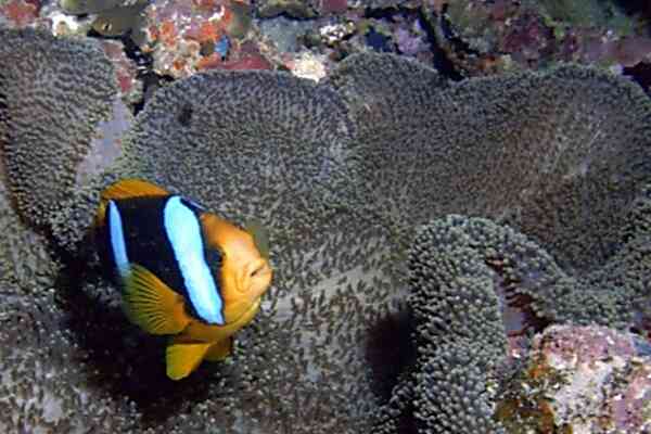 Damselfish - Clark's Anemonefish