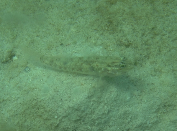 Gobies - Bridled Goby