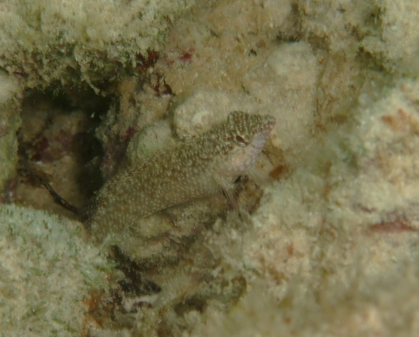 Blennies - Rosy Blenny