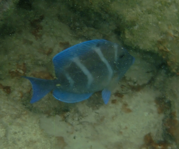 Surgeonfish - Blue Tang