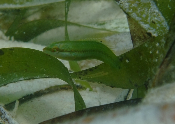 Wrasse - Blackear Wrasse