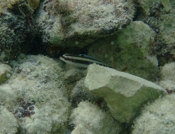 Wrasse - Bluehead Wrasse