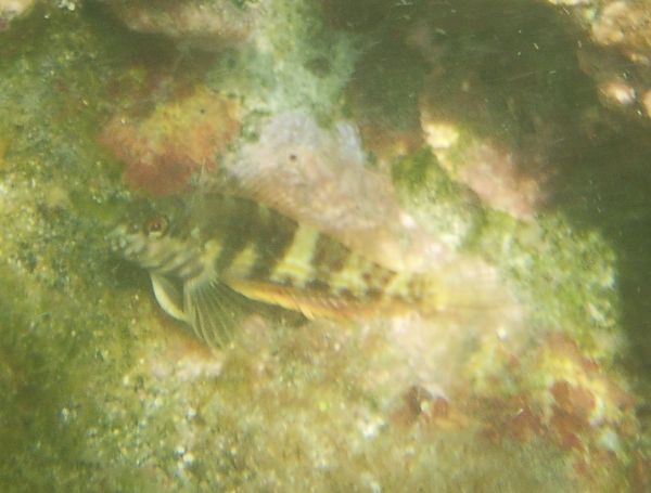 Blennies - Goldline Blenny