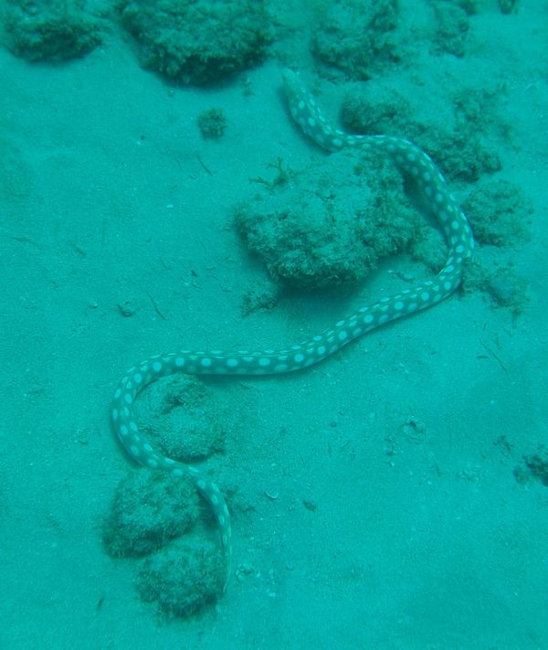 Moray - Sharptail Eel