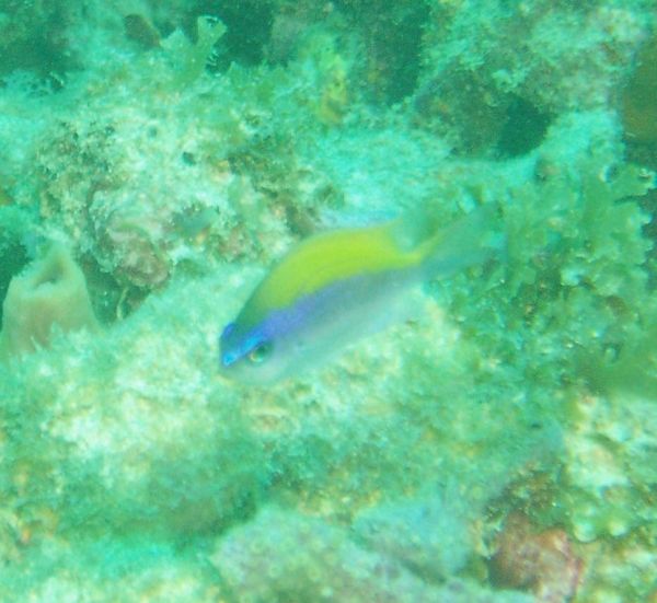 Damselfish - Sunshinefish