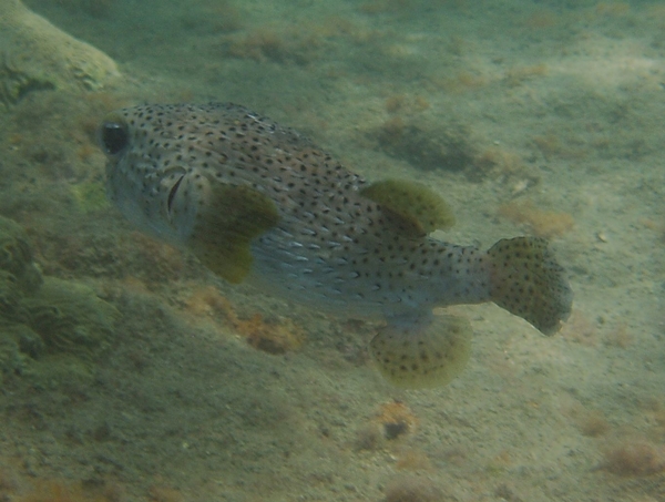 Porcupinefish - Porcupinefish