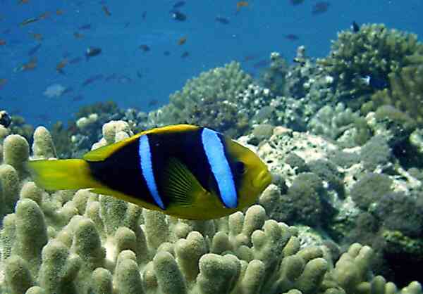 Damselfish - Clark's Anemonefish