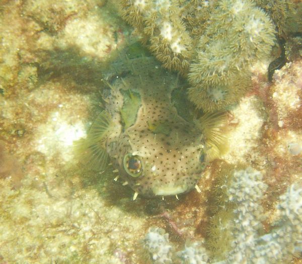 Porcupinefish - Bridled Burrfish