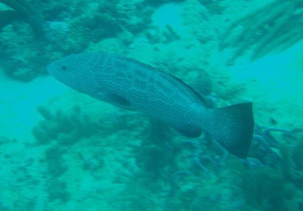 Groupers - Black Grouper