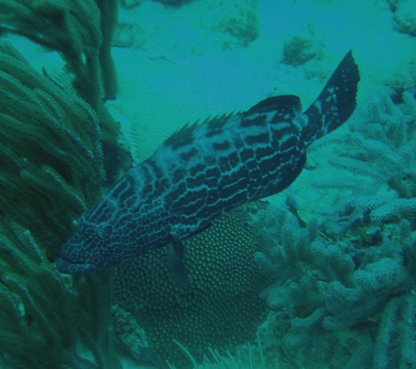 Groupers - Black Grouper