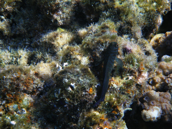 Blennies - Chestnut Blenny