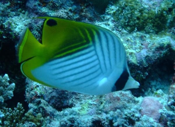 Butterflyfish - Threadfin Butterflyfish