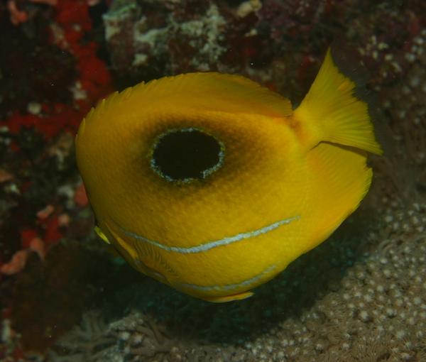 Butterflyfish - Bluelashed butterflyfish