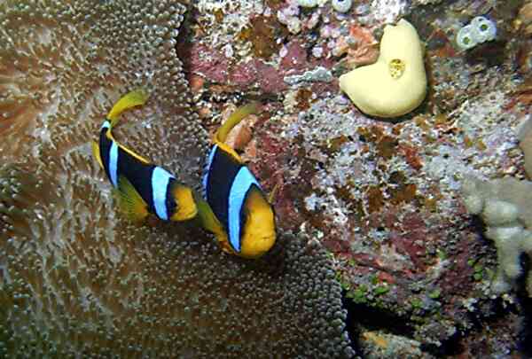 Damselfish - Clark's Anemonefish