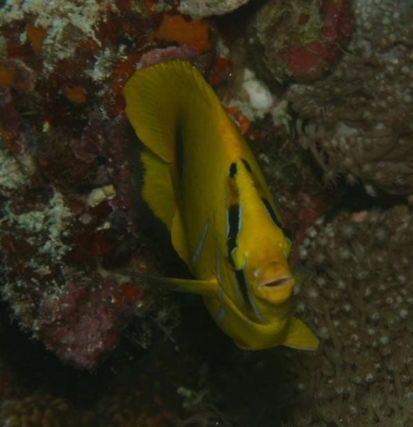 Butterflyfish - Bluelashed butterflyfish