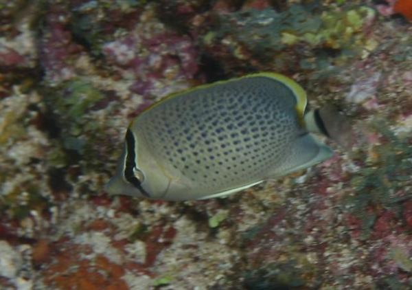 Butterflyfish - Peppered butterflyfish