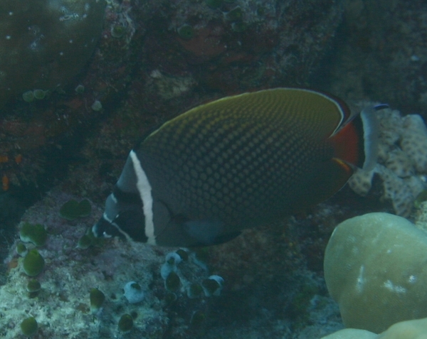 Butterflyfish - White Collar Butterflyfish