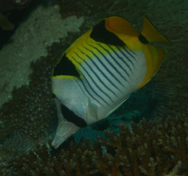 Butterflyfish - Blackwedged butterflyfish