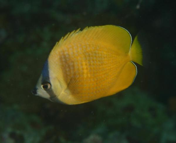 Butterflyfish - Sunburst butterflyfish