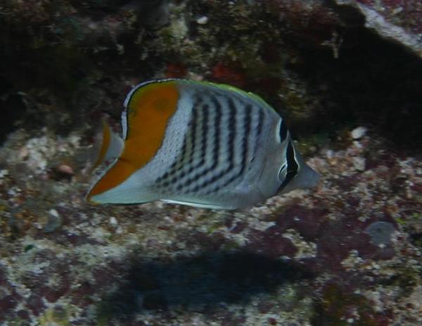 Butterflyfish - Seychelles Butterflyfish