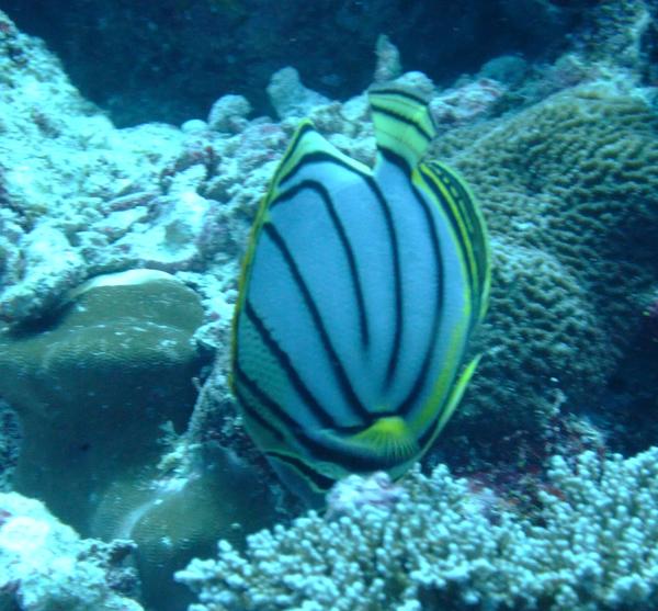 Butterflyfish - Scrawled Butterflyfish