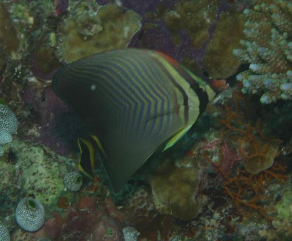 Butterflyfish - Triangle butterflyfish