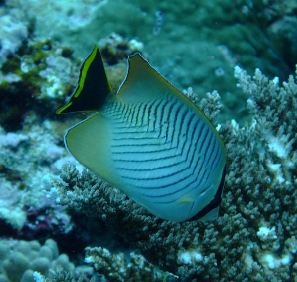 Butterflyfish - Chevroned Butterflyfish