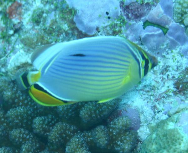 Butterflyfish - Melon butterflyfish