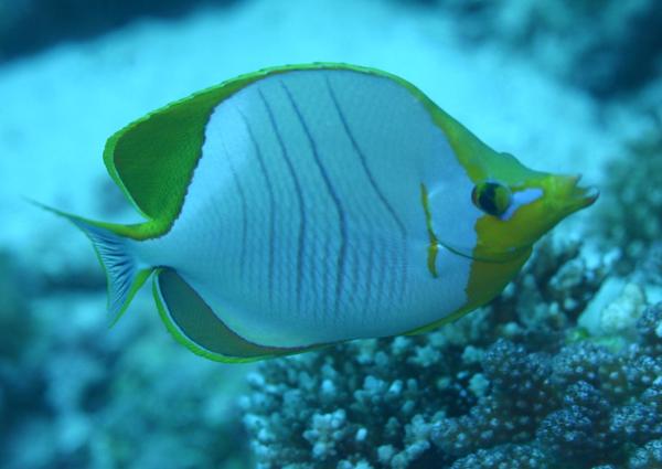 Butterflyfish - Yellowhead Butterflyfish