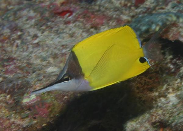 Butterflyfish - Longnose Butterflyfish