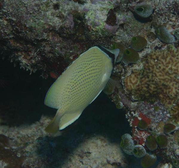 Butterflyfish - Speckled Butterflyfish