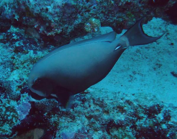 Surgeonfish - Palelipped Surgeonfish