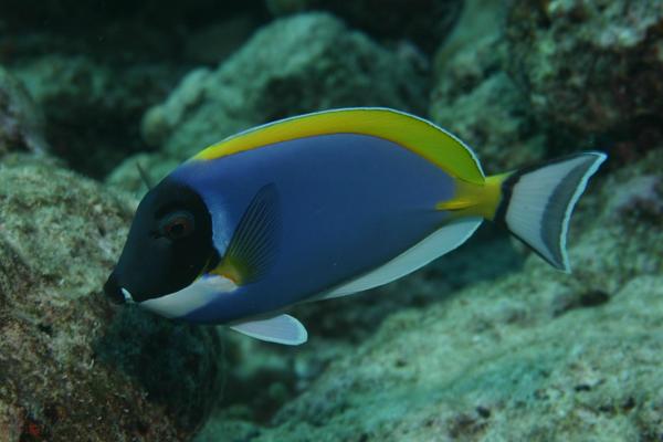 Surgeonfish - Powder Blue